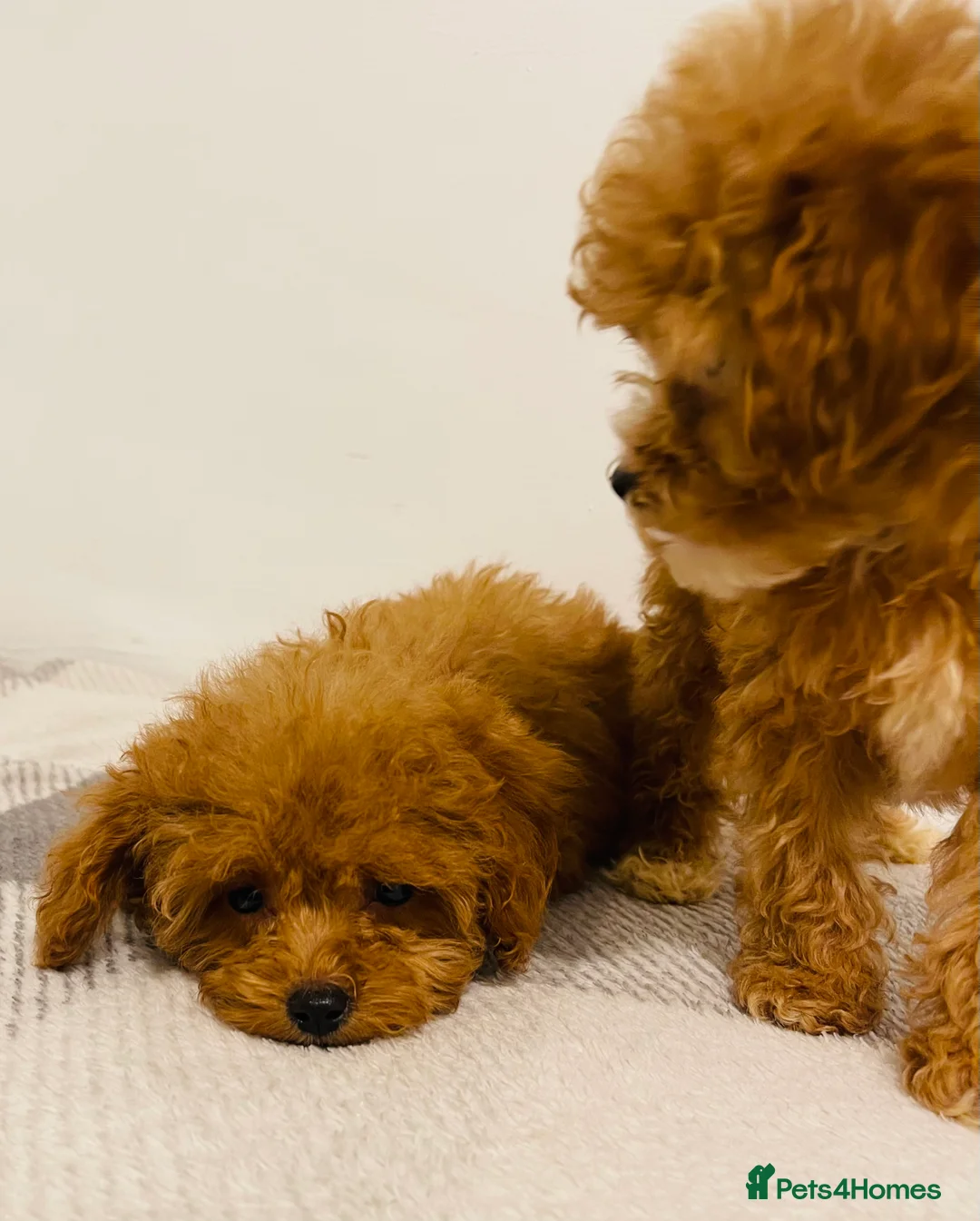 Cavapoo dogs for sale: Beautiful Cavapoo Puppies – Ready for Loving Homes - Advert 7