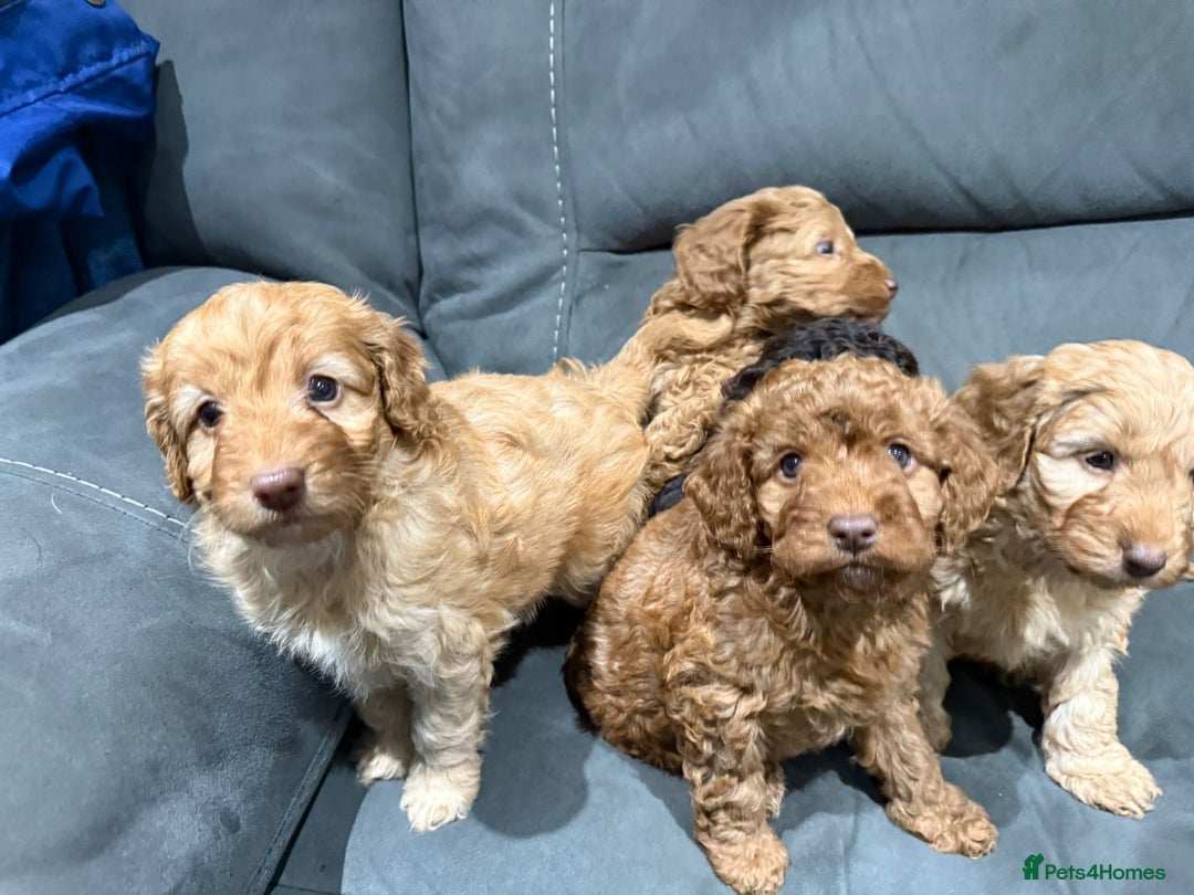Cockapoo dogs for sale: All female fluffy Cockapoo puppies - Advert 15
