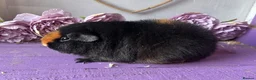 Guinea Pig rodents for sale: Pair Of Teddy Girls  - Advert 3