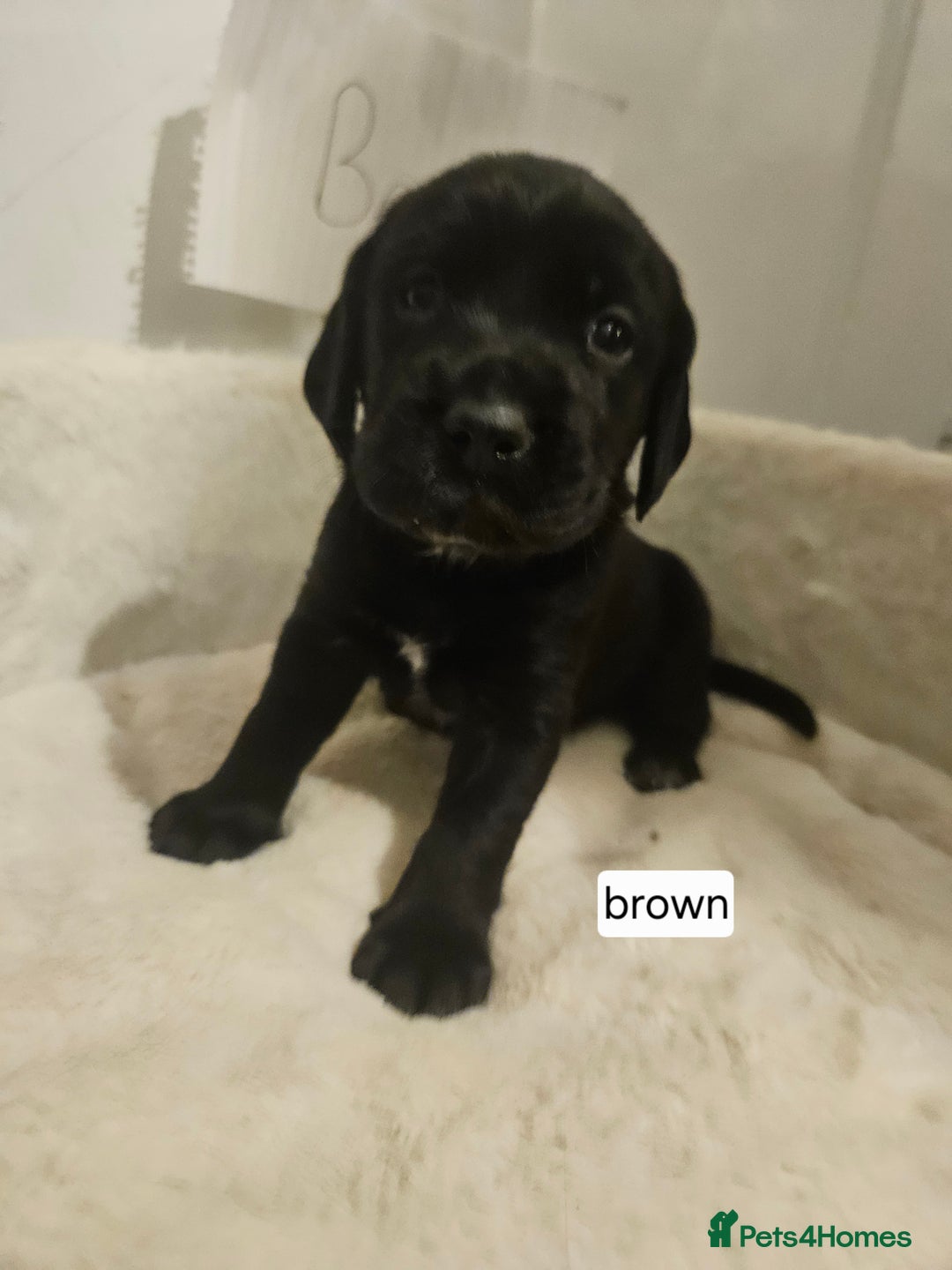 Cockerdor dogs for sale: Beautiful cockador pups - Advert 6