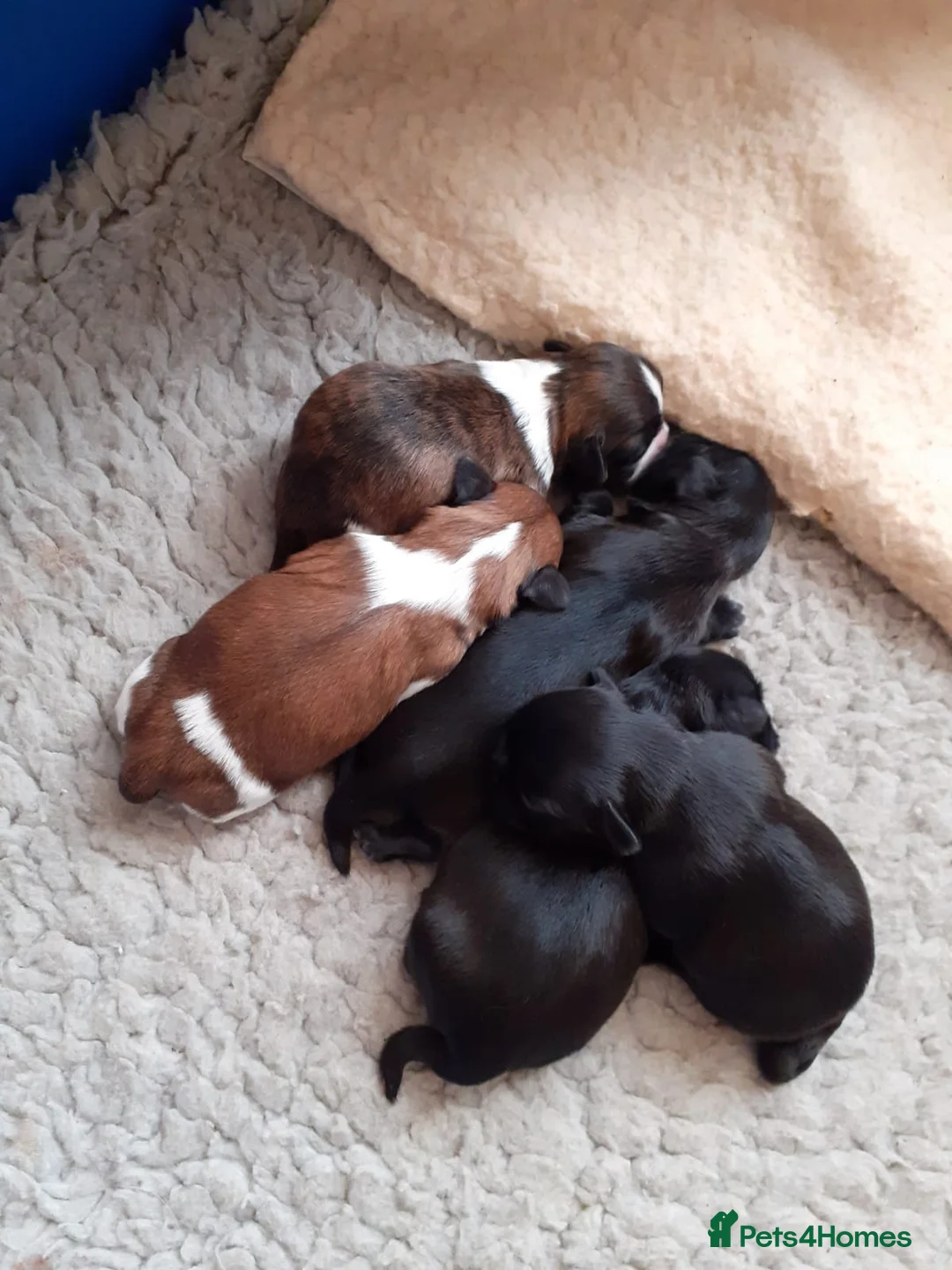 Shih Tzu dogs for stud: Stud only  in Bishop's Stortford - Advert 13