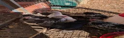 Chickens poultry for sale: Rare colour laced cockerels - free - Advert 23