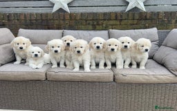 Golden Retriever dogs for sale: Champion line cream golden retriever puppies - Image 2