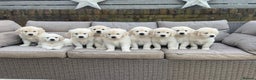 Golden Retriever dogs for sale: Champion line cream golden retriever puppies - Advert 2