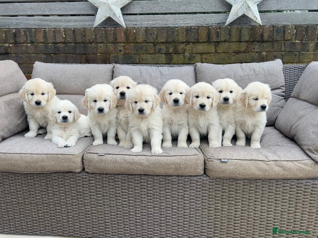 Golden Retriever dogs for sale: Champion line cream golden retriever puppies - Image 2