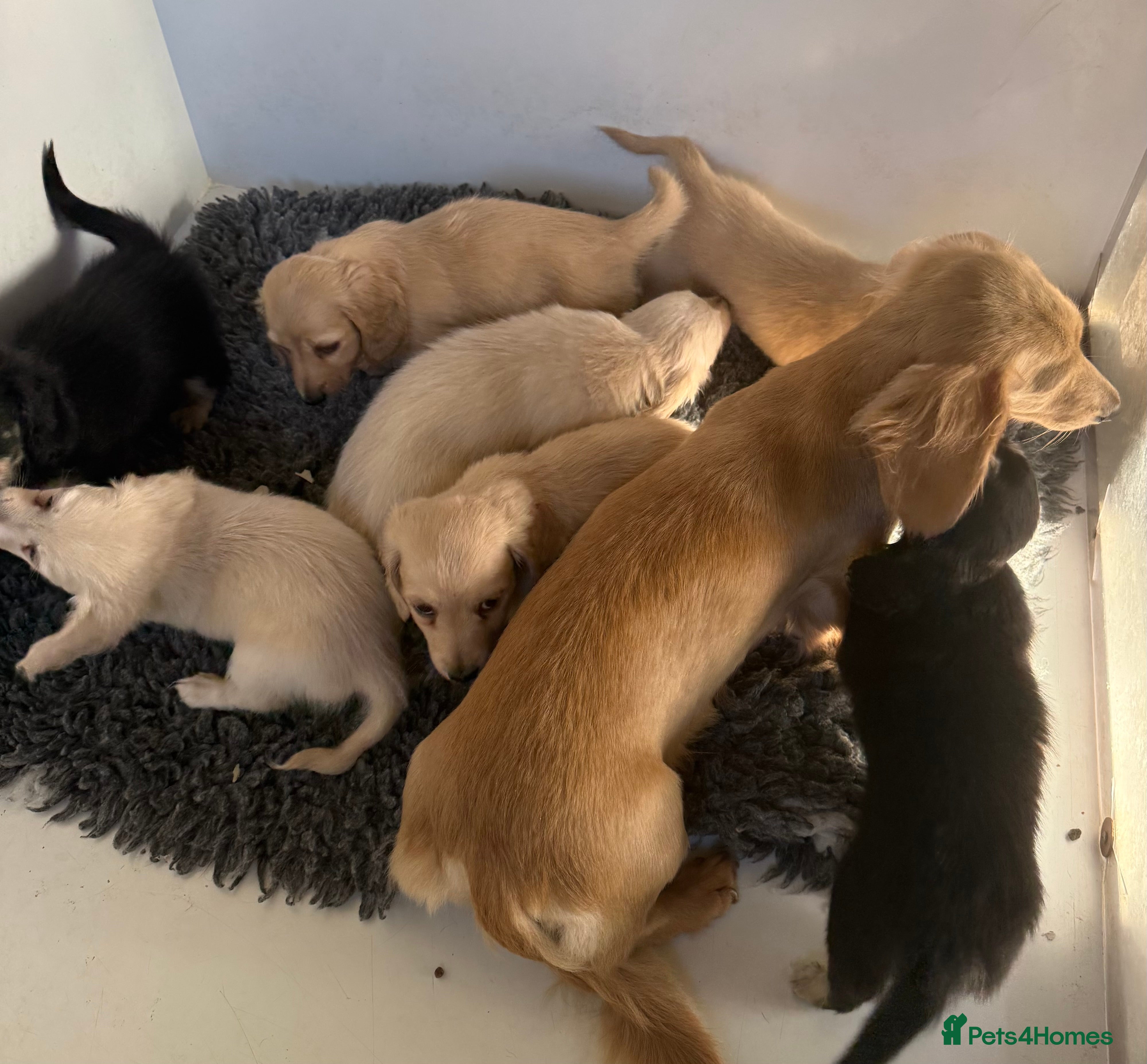 Dachshund dogs Stunning miniature long haired dachshund  - Advert 2