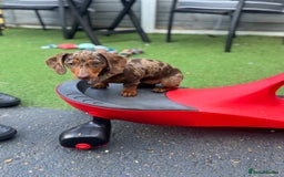 Miniature Dachshund dogs for sale: Lola and stitch the miniature dachshunds  - Image 10