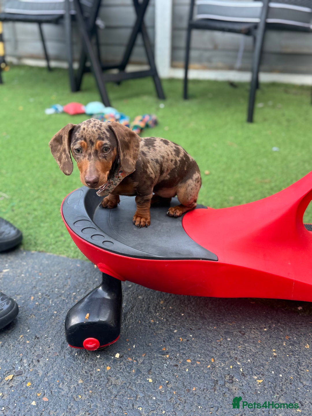 Miniature Dachshund dogs for sale: Lola and stitch the miniature dachshunds  - Image 10