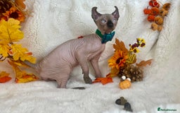 Sphynx cats for sale: 7 adorable Sphynx  looking for their forever home - Image 28