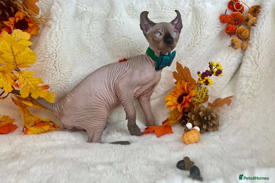 Sphynx cats for sale: 7 adorable Sphynx  looking for their forever home - Image 28