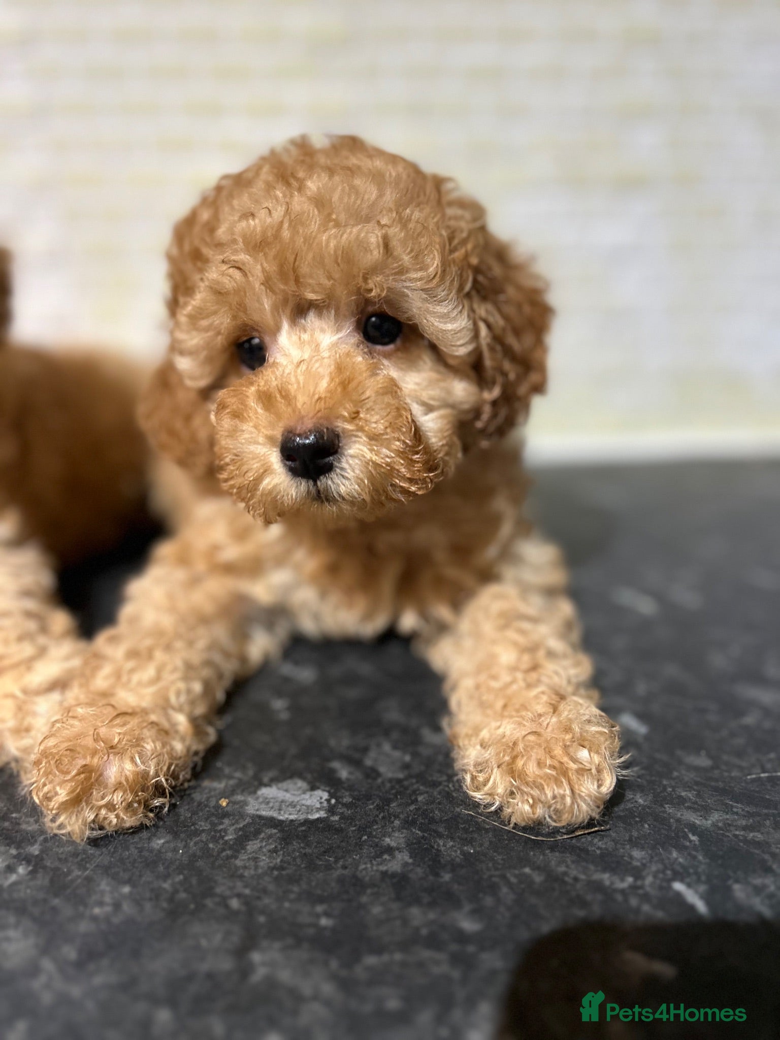 Toy Poodle dogs Toy Poodles Ready Now - Advert 16