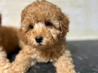 Toy Poodle dogs Toy Poodles Ready Now - Advert 16