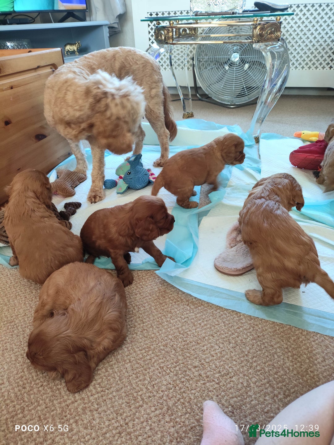 Cavapoo dogs for sale: F1B Cavapoo Red Puppies Males/Females - Image 8