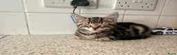 Mixed Breed cats for sale: Kitten for sale  - Advert 4