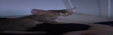 Rocket (Orange)
