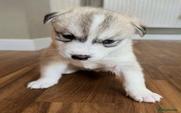 Siberian Husky dogs for sale: BEAUTIFUL SIBERIAN HUSKY PUPPIES  - Image 5