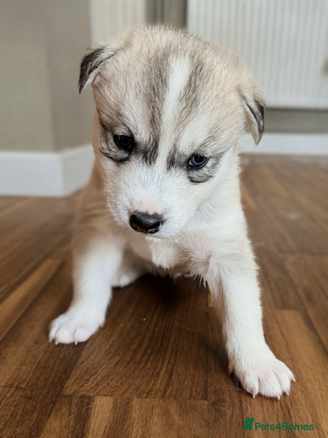 Siberian Husky dogs for sale: BEAUTIFUL SIBERIAN HUSKY PUPPIES  - Image 5