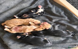 Cocker Spaniel dogs for sale: KC Cocker Spaniel Puppies  - Image 2