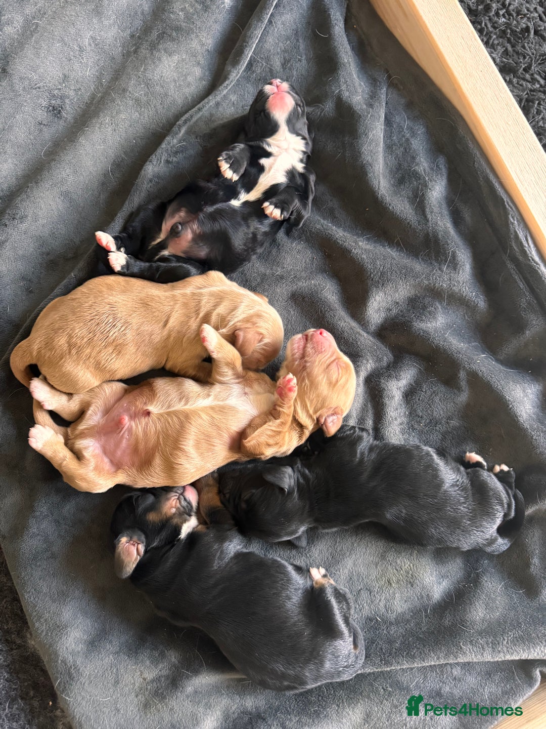 Cocker Spaniel dogs for sale: KC Cocker Spaniel Puppies  - Image 2