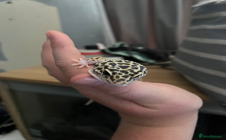 Gecko reptiles - Advert 2