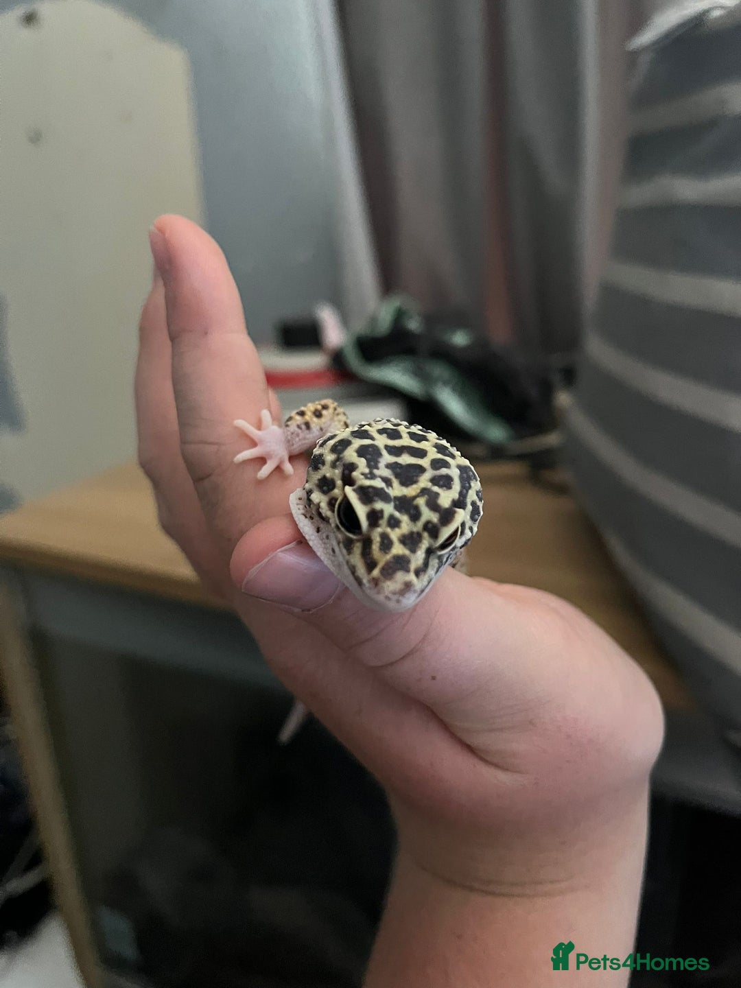 Gecko reptiles for sale: 2 Leopard Ghekos, one is Albino - Image 1