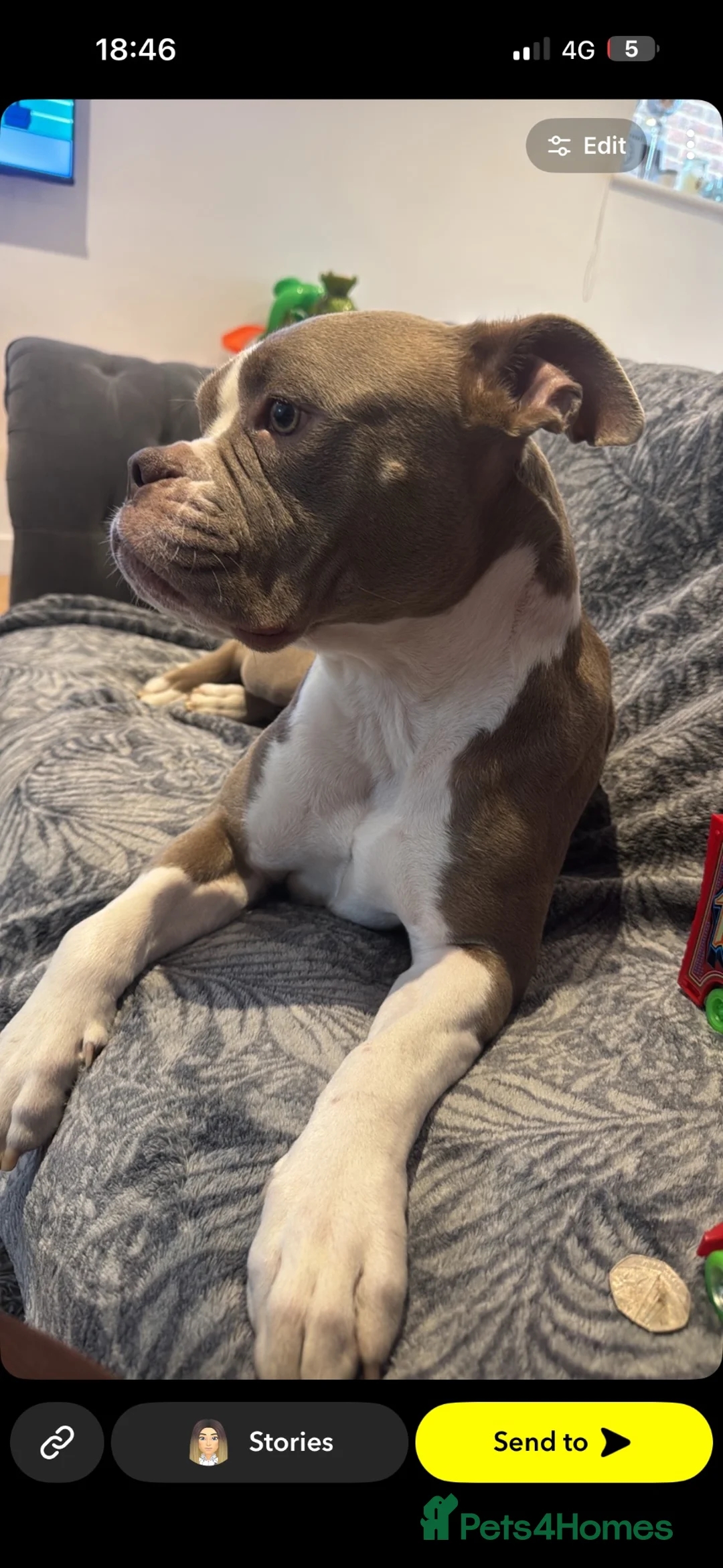 Old Tyme Bulldog dogs for sale: Old tyme bulldog looking for her forever home  - Advert 2