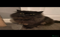 Persian cats for sale: Persian exotic cats - new homes needed - Image 14