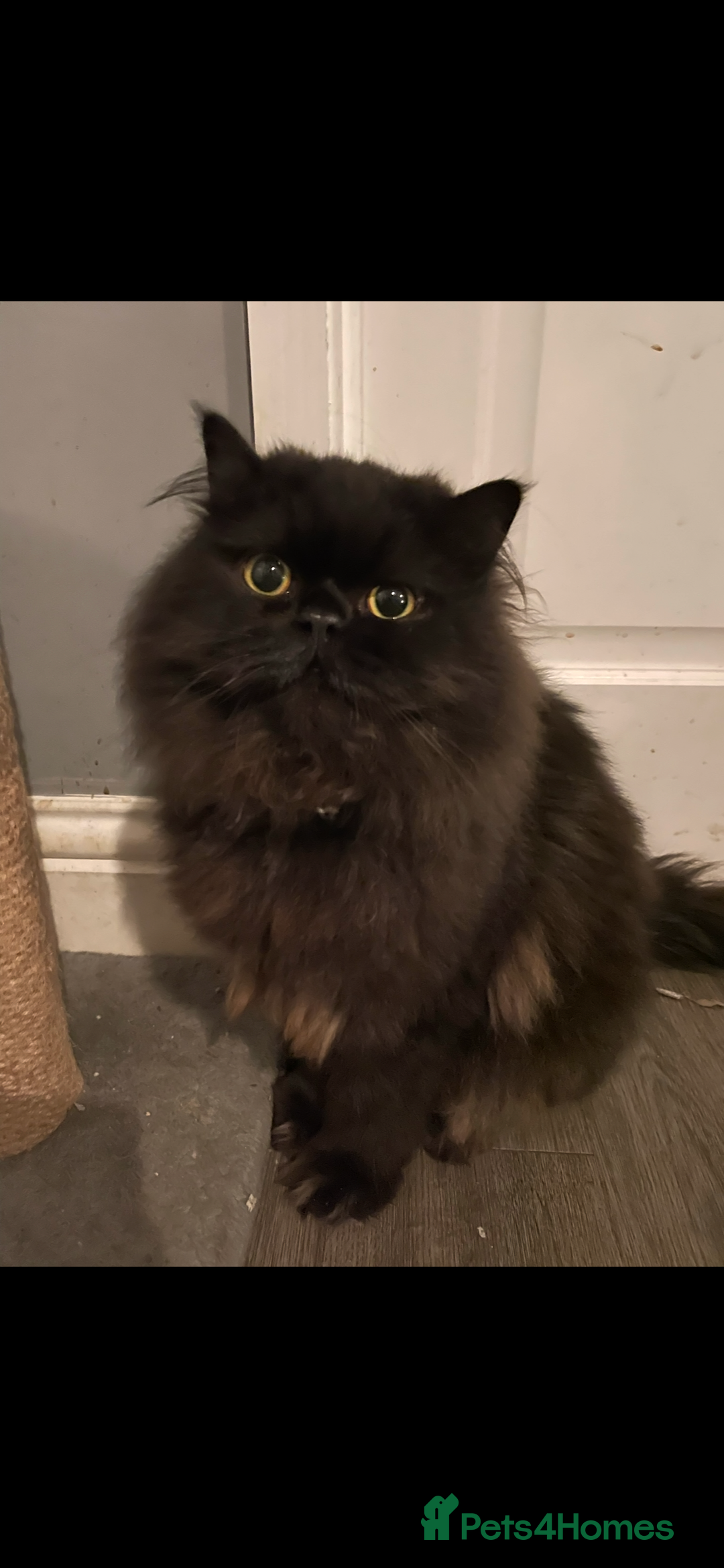 Persian cats for sale: Persian exotic cats - new homes needed - Image 14