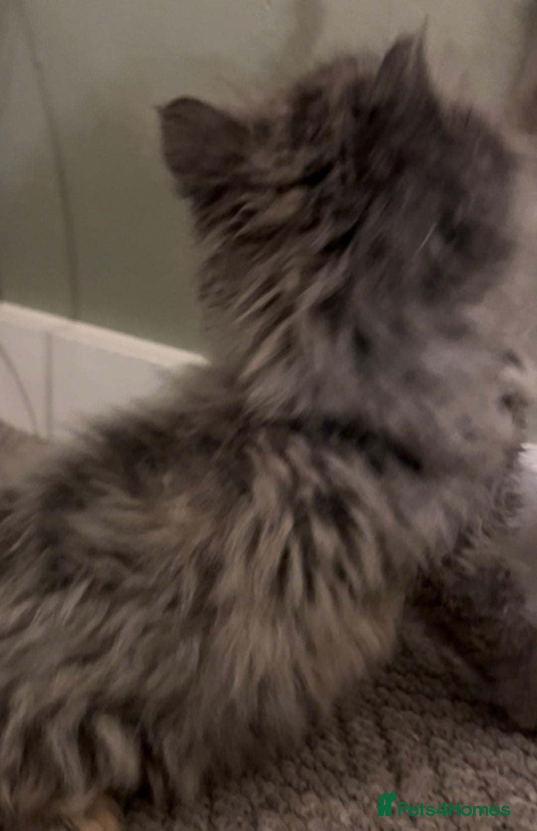 Maine Coon cats for sale: Maine Coon girl READY NOW - Advert 7