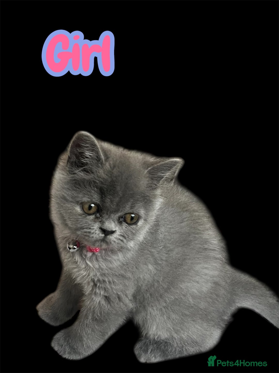 Persian cats for sale: Ready now 3 beautiful Persians  - Image 7