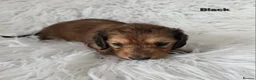 Miniature Dachshund dogs for sale: STUNNING KC SHADED RED LONG HAIR - Advert 21