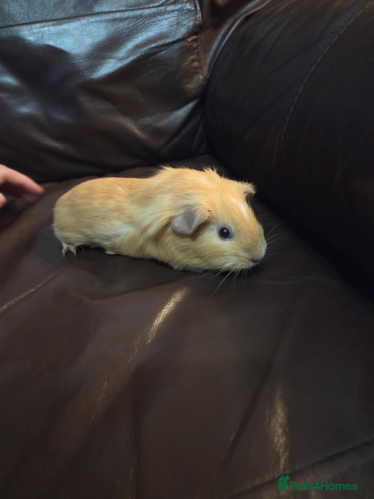 Guinea Pig rodents Male baby guinea pig  - Advert 1