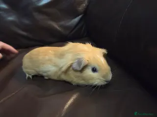 Guinea Pig rodents Male baby guinea pig - Advert 16