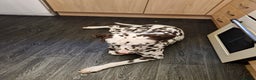 Mixed Breed dogs for sale: German shepherd and Dalmatian for rehoming - Advert 7