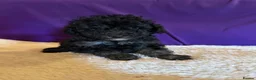 Toy Poodle dogs for sale: GORGEOUS Toy Poodles, DNA health tested parents  - Advert 40