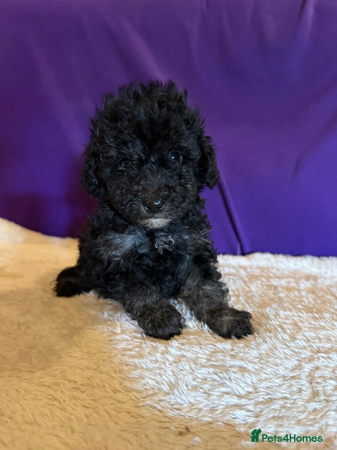 Toy Poodle dogs for sale: GORGEOUS Toy Poodles, DNA health tested parents  - Advert 40