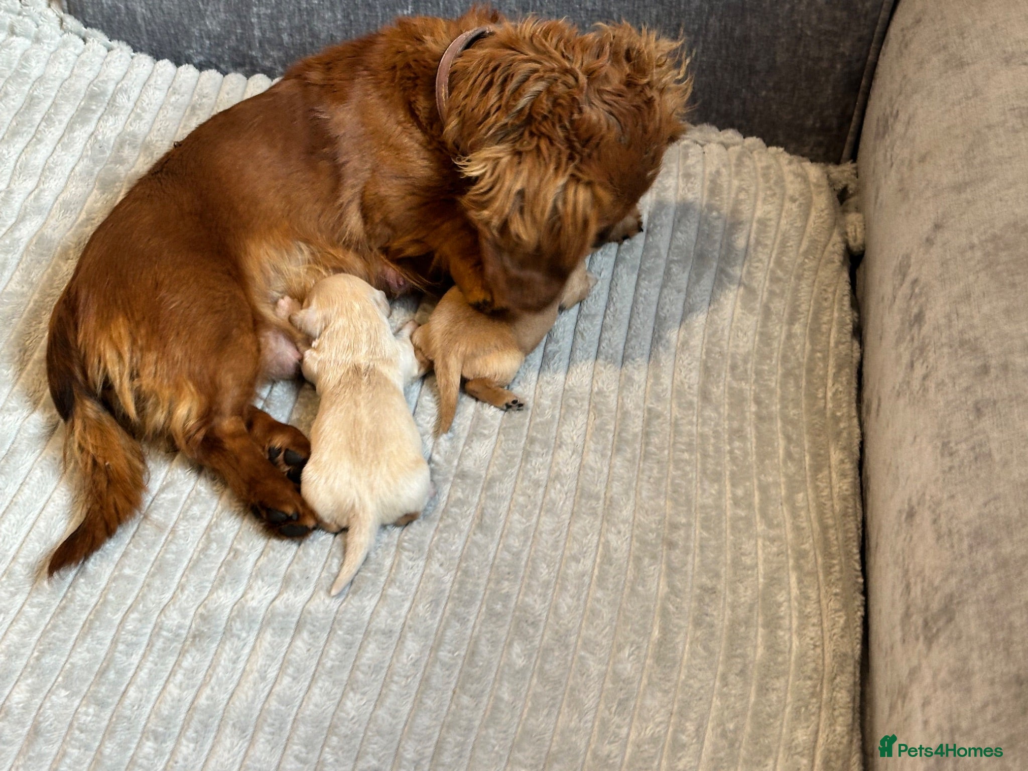 Dachshund dogs KC REG long haired miniature dachshund - Advert 2