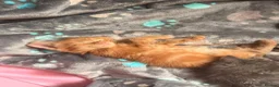 Mixed Breed cats for sale: Fluffy kittens for sale, mum is a Maine Coon in Northampton - Advert 6