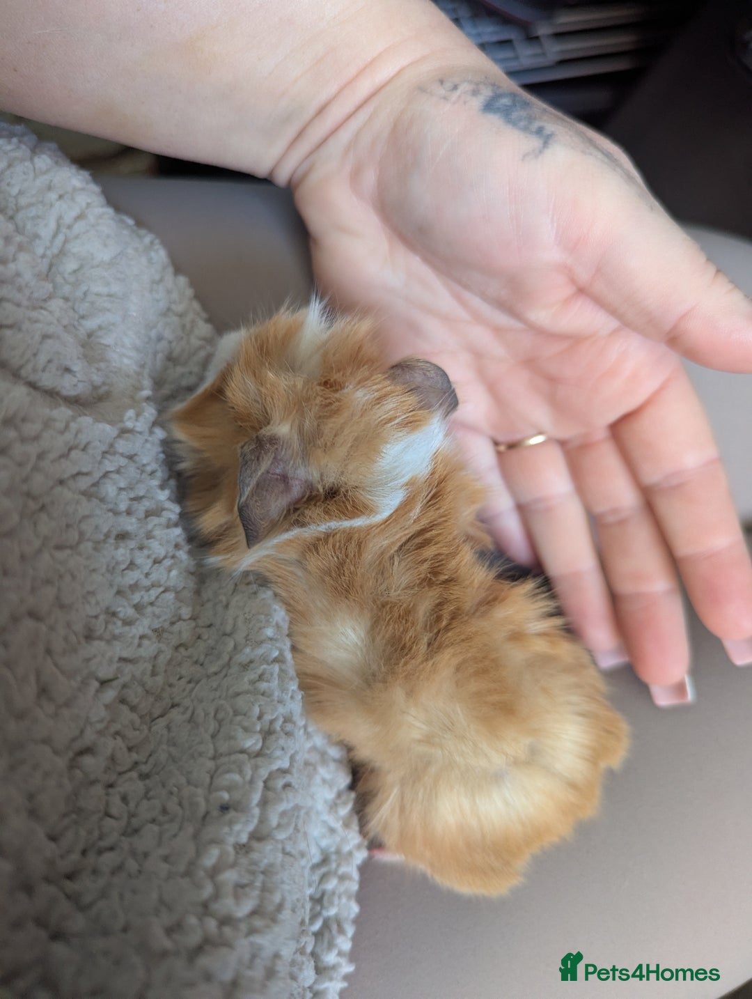 Guinea Pig rodents for sale: Baby guinea pigs  - Advert 8