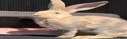 Continental Giant rabbits for sale: Continental Giants  - Advert 6