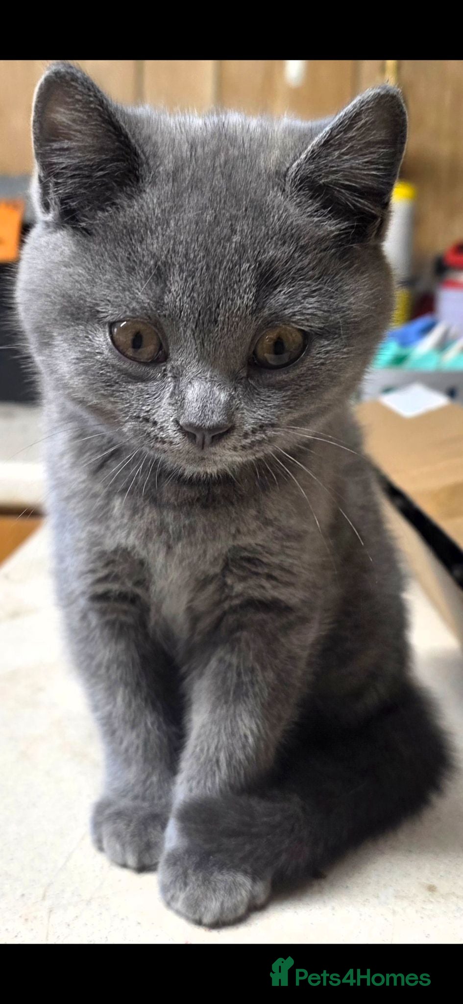 British Shorthair cats 2 left! Pedigree BSH short hair - Advert 14