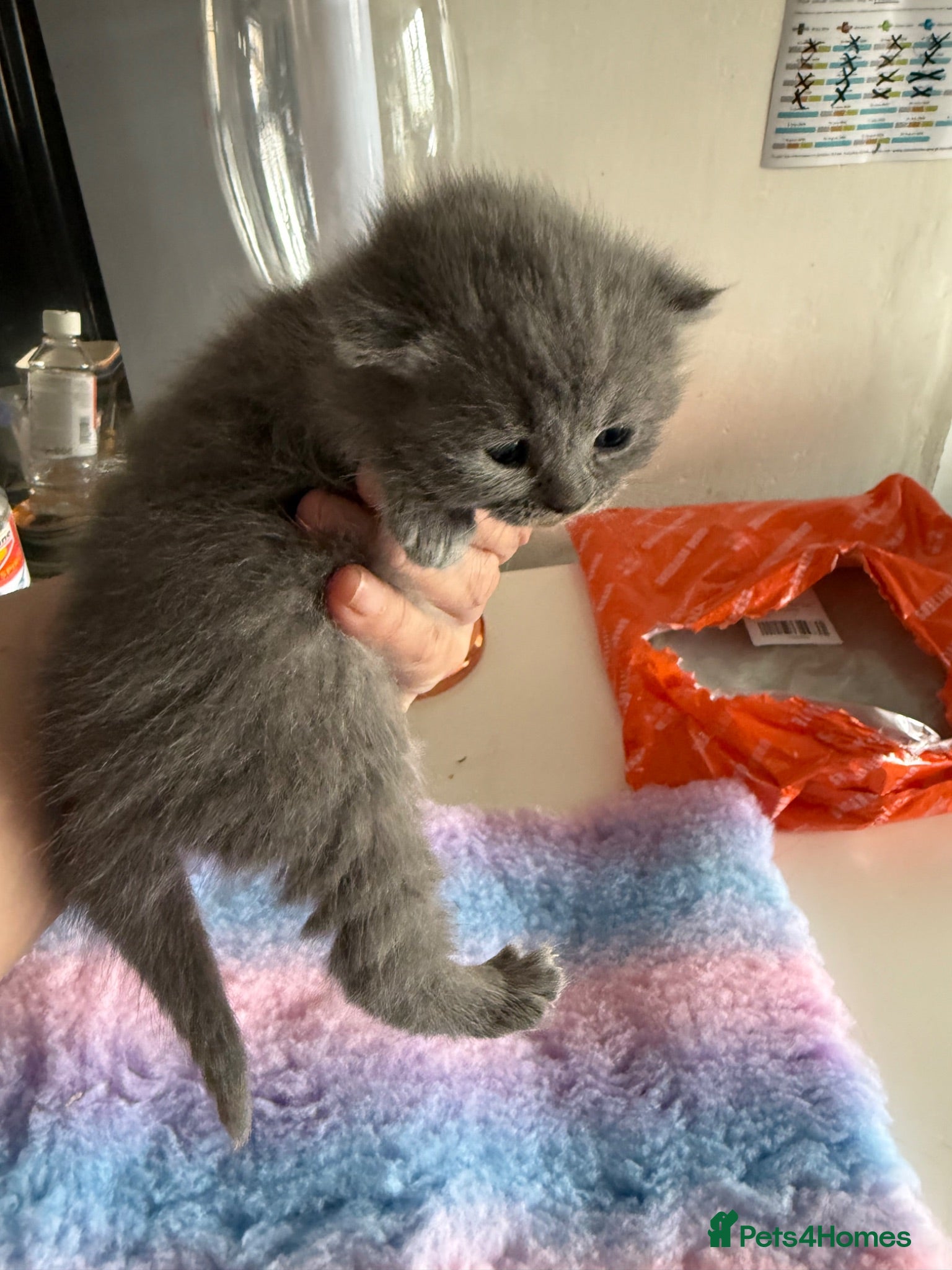 British Shorthair cats ONLY 2 LEFT STUNNING QUALITY BSH GIRLS 🩷🩷 - Advert 16