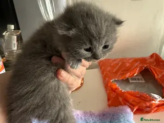British Shorthair cats ONLY 2 LEFT STUNNING QUALITY BSH GIRLS 🩷🩷 - Advert 3