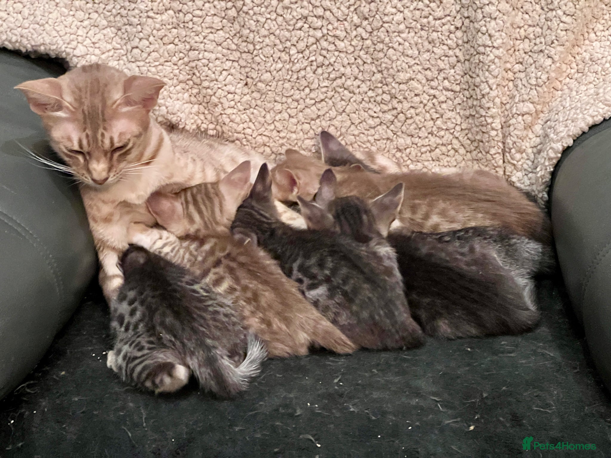 Ocicat cats Delightful Rare Breed Ocicat kittens. - Advert 2
