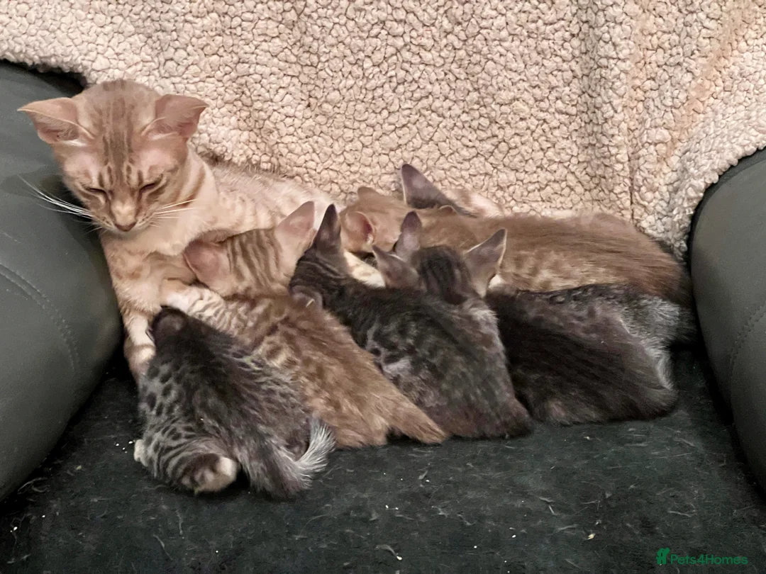 Ocicat cats for sale: Delightful Rare Breed Ocicat kittens. in Norwich - Advert 2
