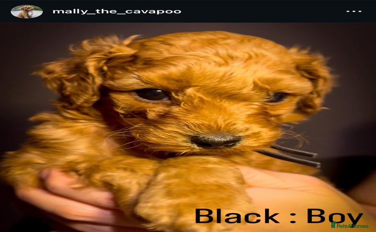 Cavapoo dogs - Advert 11