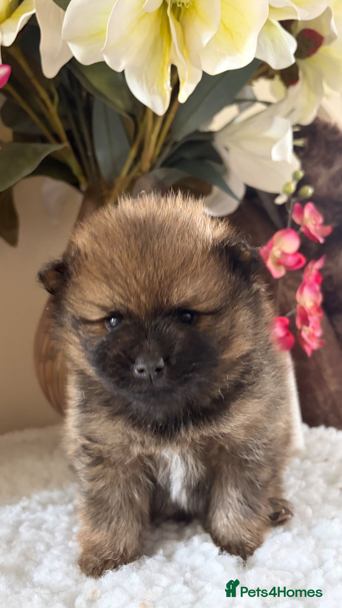 Pomeranian dogs Fur babies need loving forever home  - Advert 1