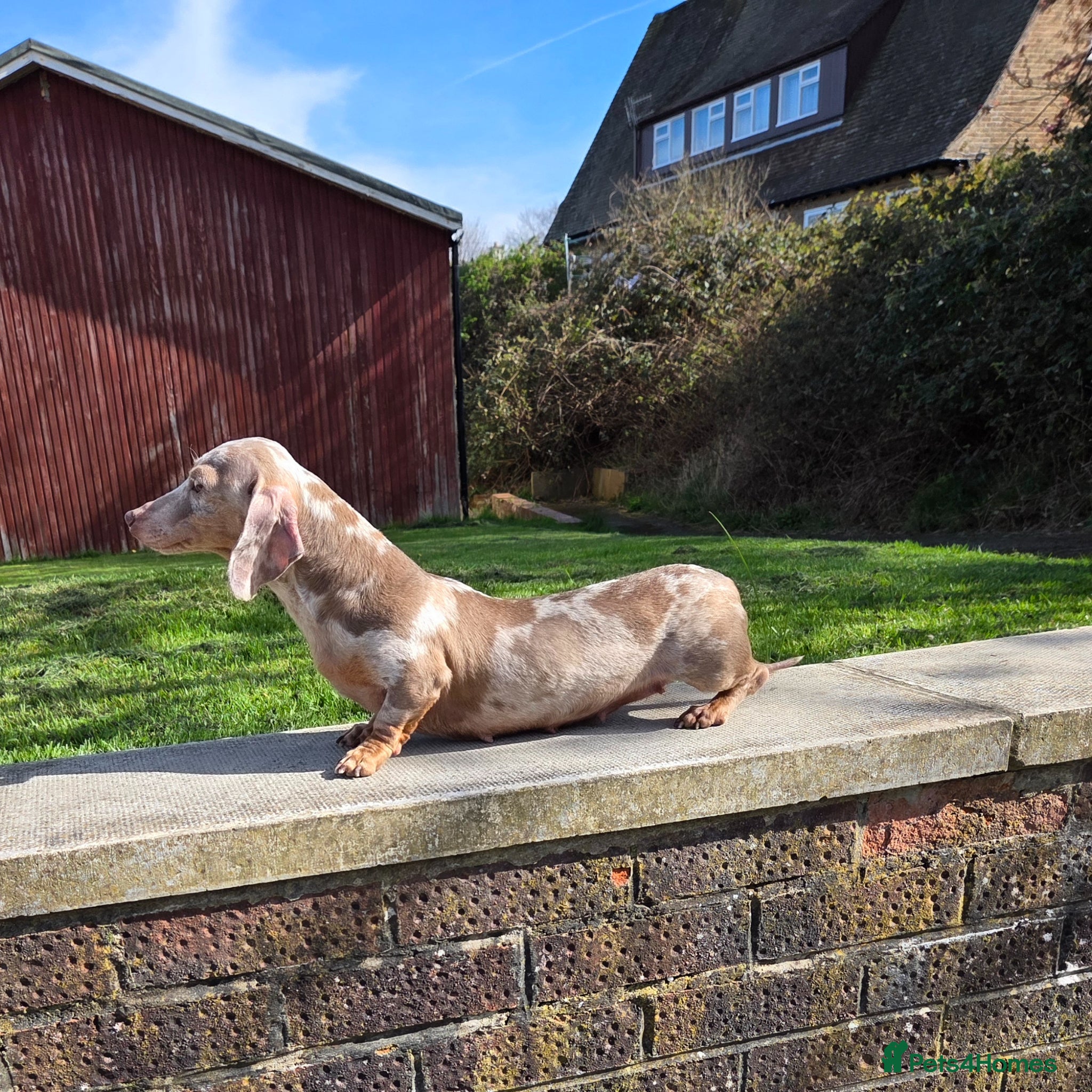 Miniature Dachshund dogs Retirement home required for our precious Marlene - Advert 8
