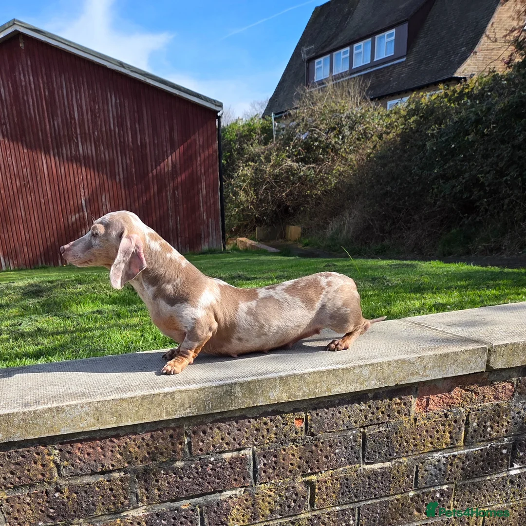 Miniature Dachshund dogs for sale: Retirement home required for our precious Marlene - Advert 1