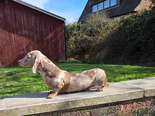 Miniature Dachshund dogs Retirement home required for our precious Marlene - Advert 8